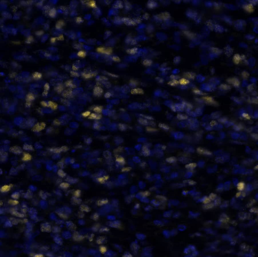 c-Myc Antibody (MYC/7854R)